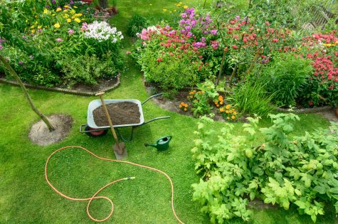 Pflanzen & Pflege für Ihren Garten