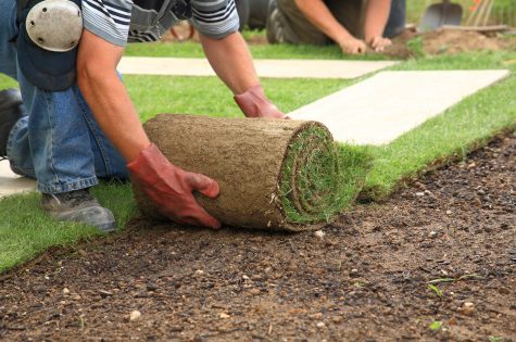 Rollrasen wird verlegt